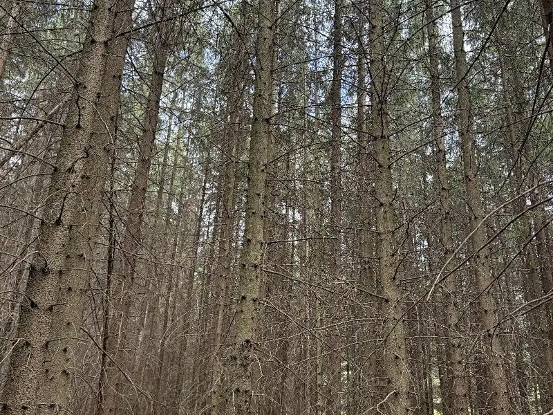 Prodej lesa 5088 m², Křenovice – náhled fotky 3