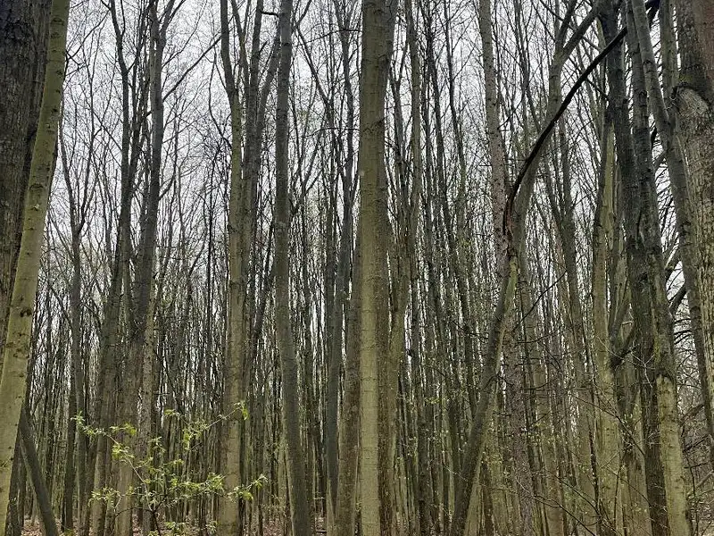 Prodej lesa 7559 m², Pardubice – náhled fotky 3