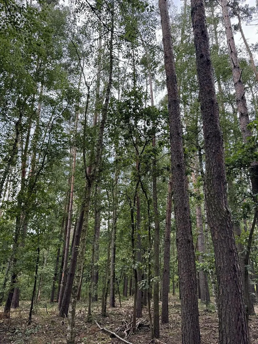 Prodej podílu 1/3 lesa 2081 m²