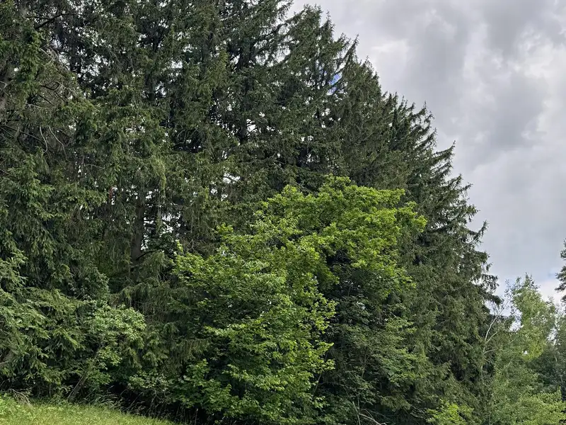 Prodej pozemku 19364 m², Český Dub – náhled fotky 1