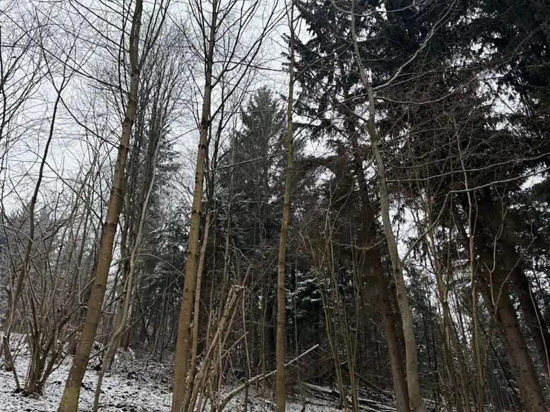 Prodej lesa 7449 m², Janová – náhled fotky 2