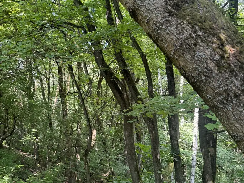 Prodej lesa 6851 m², Kněžnice – náhled fotky 2