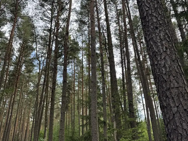 Prodej lesa 61114 m², Velké Opatovice – náhled fotky 1