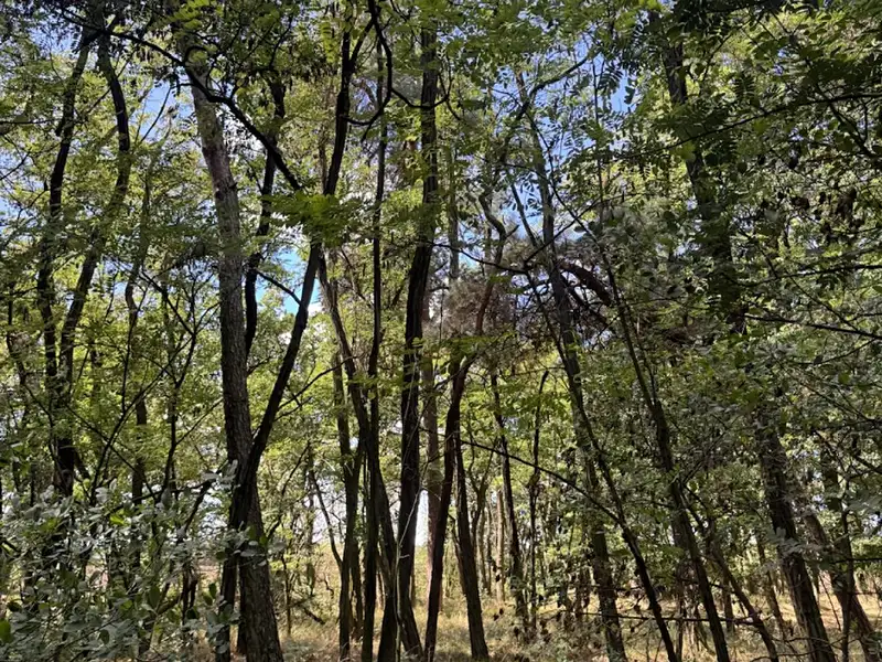 Prodej lesa 5344 m², Křečkov – náhled fotky 3