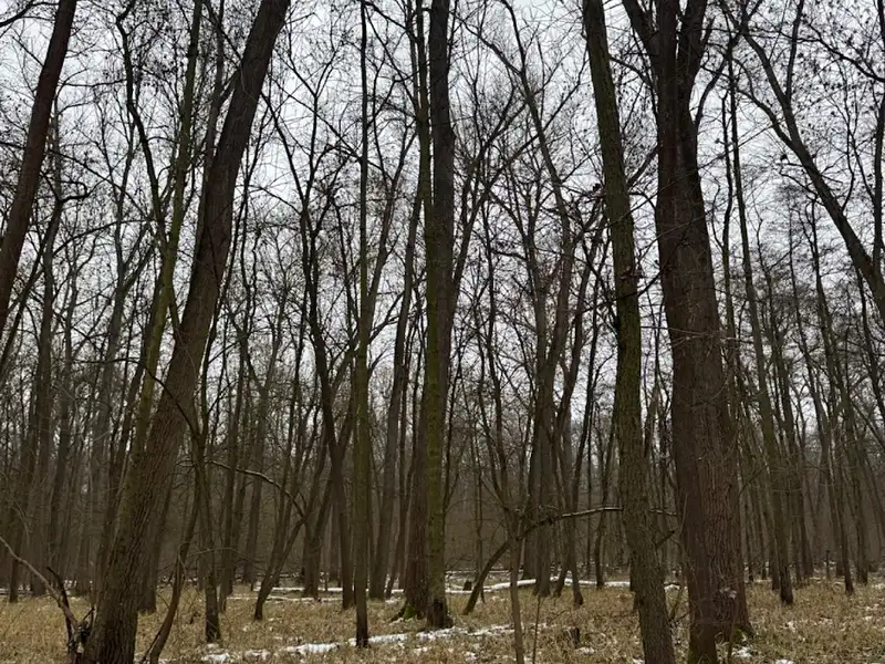 Prodej lesa 2268 m², Přerov nad Labem – náhled fotky 1