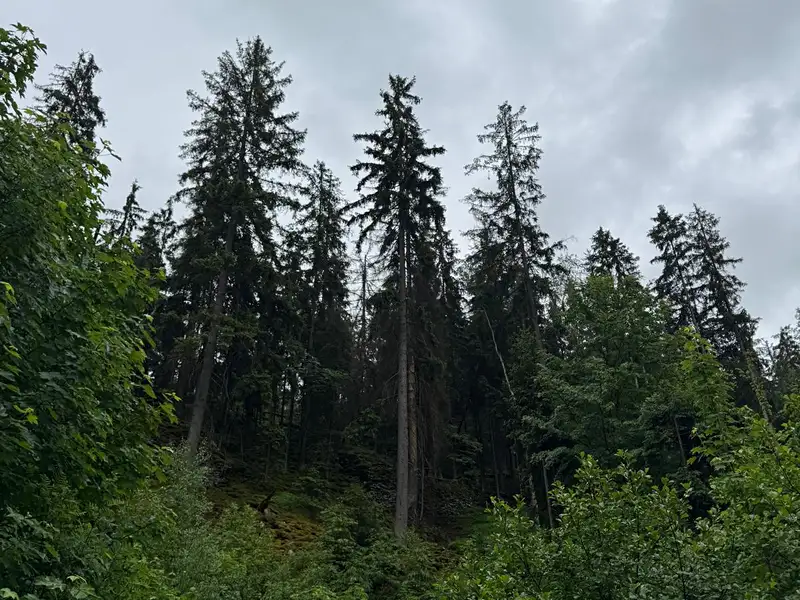Prodej lesa 18900 m², Železný Brod – náhled fotky 2