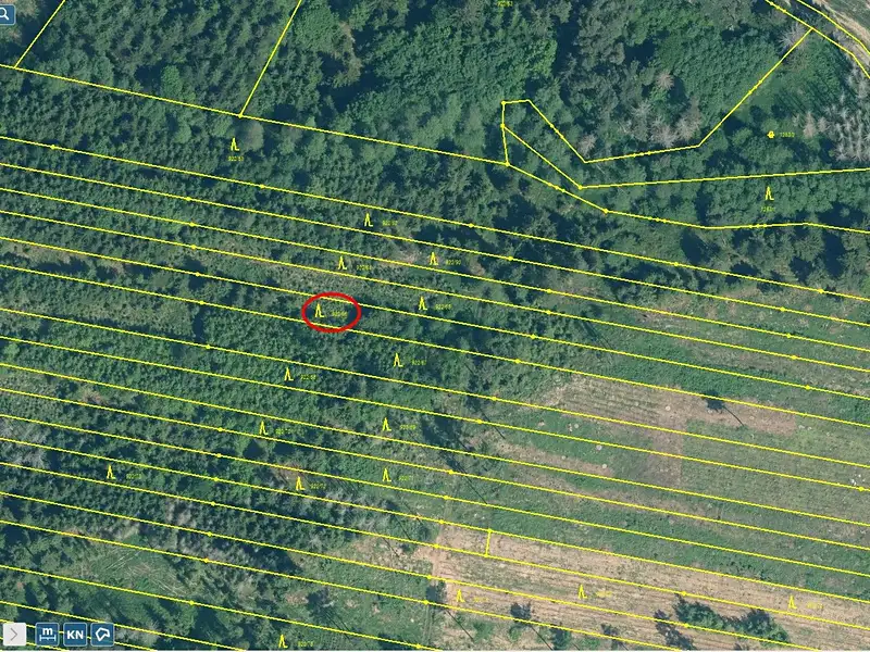 Prodej lesa 32955 m², Jickovice – náhled fotky 3