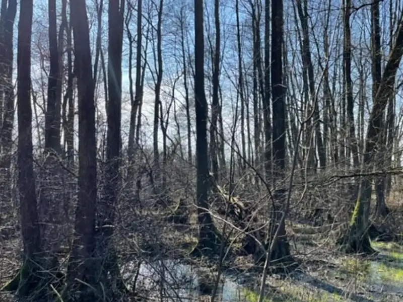 Prodej lesa 19276 m², Jaroměř – náhled fotky 3