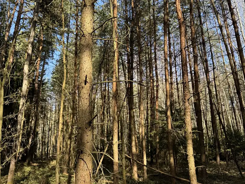 Prodej lesa 3491 m², Vlastiboř – náhled fotky 3