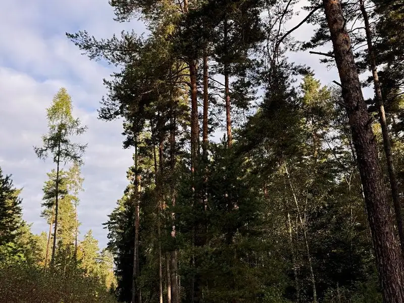 Prodej lesa 7181 m², Ločenice – náhled fotky 1