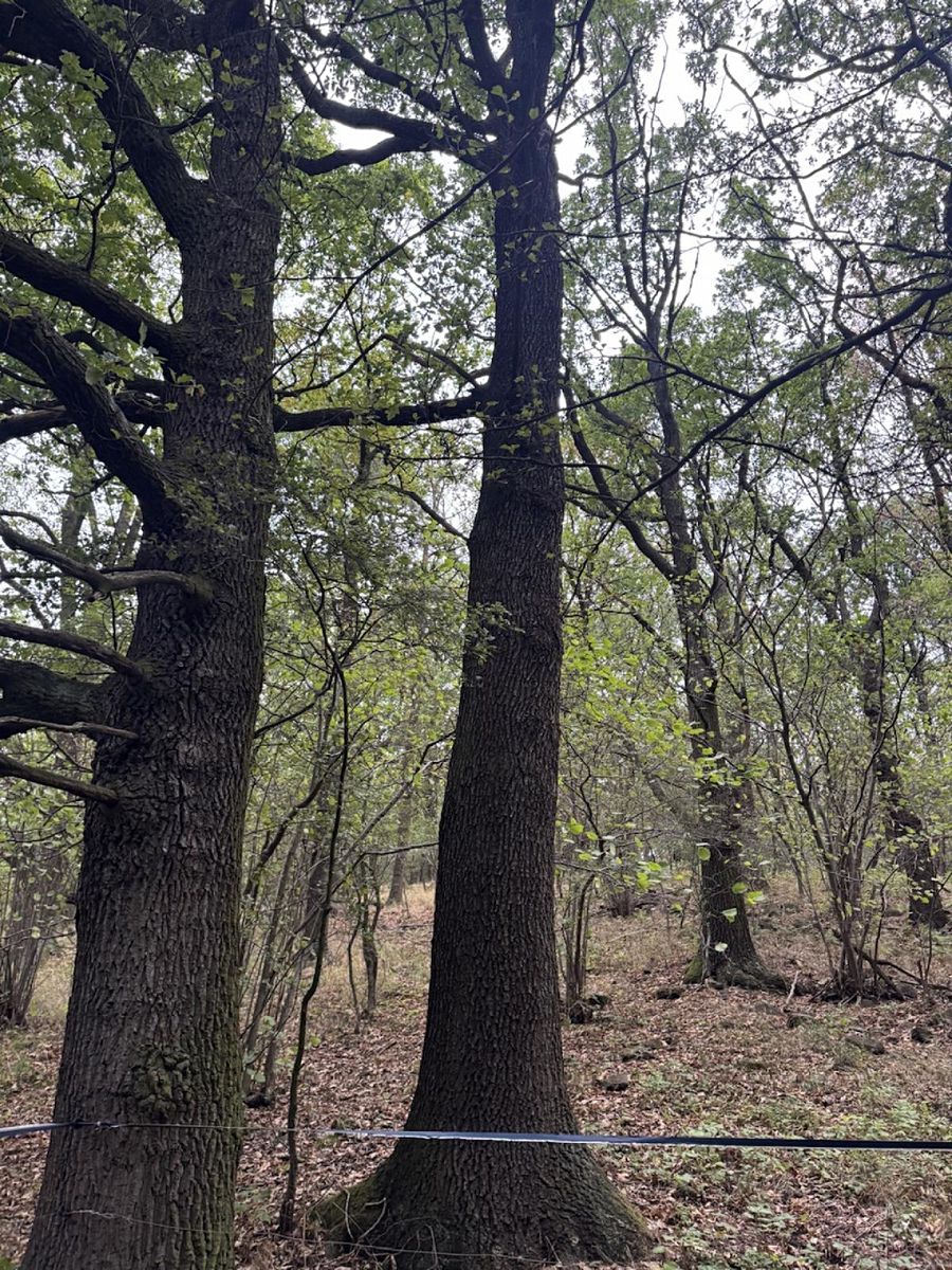 Prodej lesa 44008 m², Malšovice – fotka 1 z 3