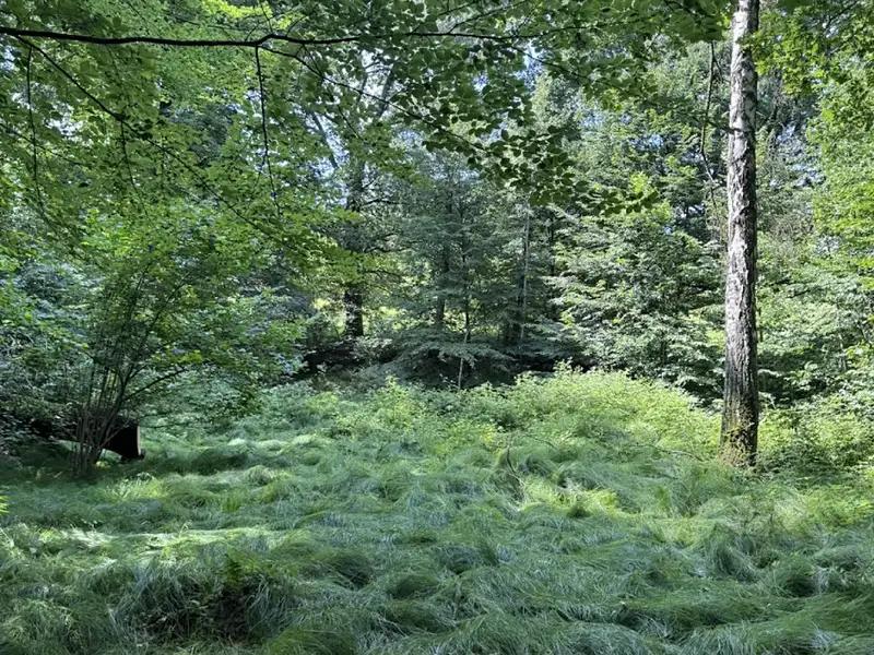Prodej rybníku (vodní plochy) 12501 m², Karviná – náhled fotky 3