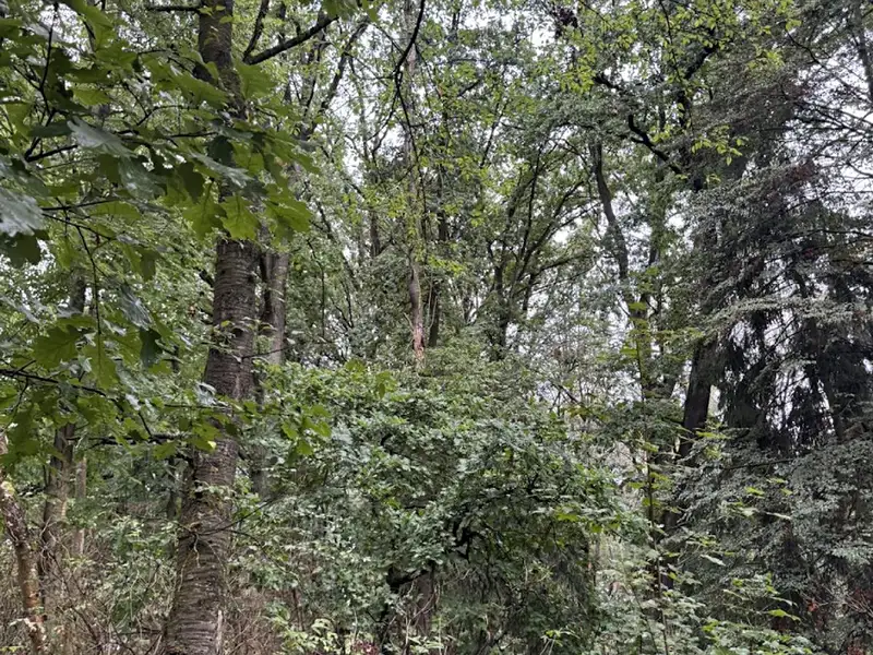 Prodej lesa 7152 m², Lažany – náhled fotky 2