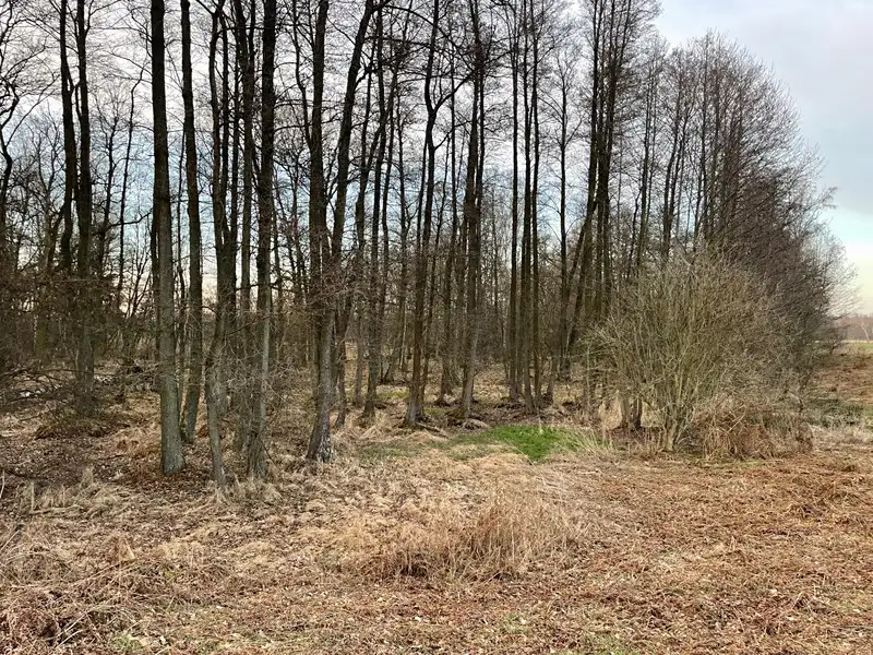 Prodej pozemku 3460 m², Černá u Bohdanče – náhled fotky 3