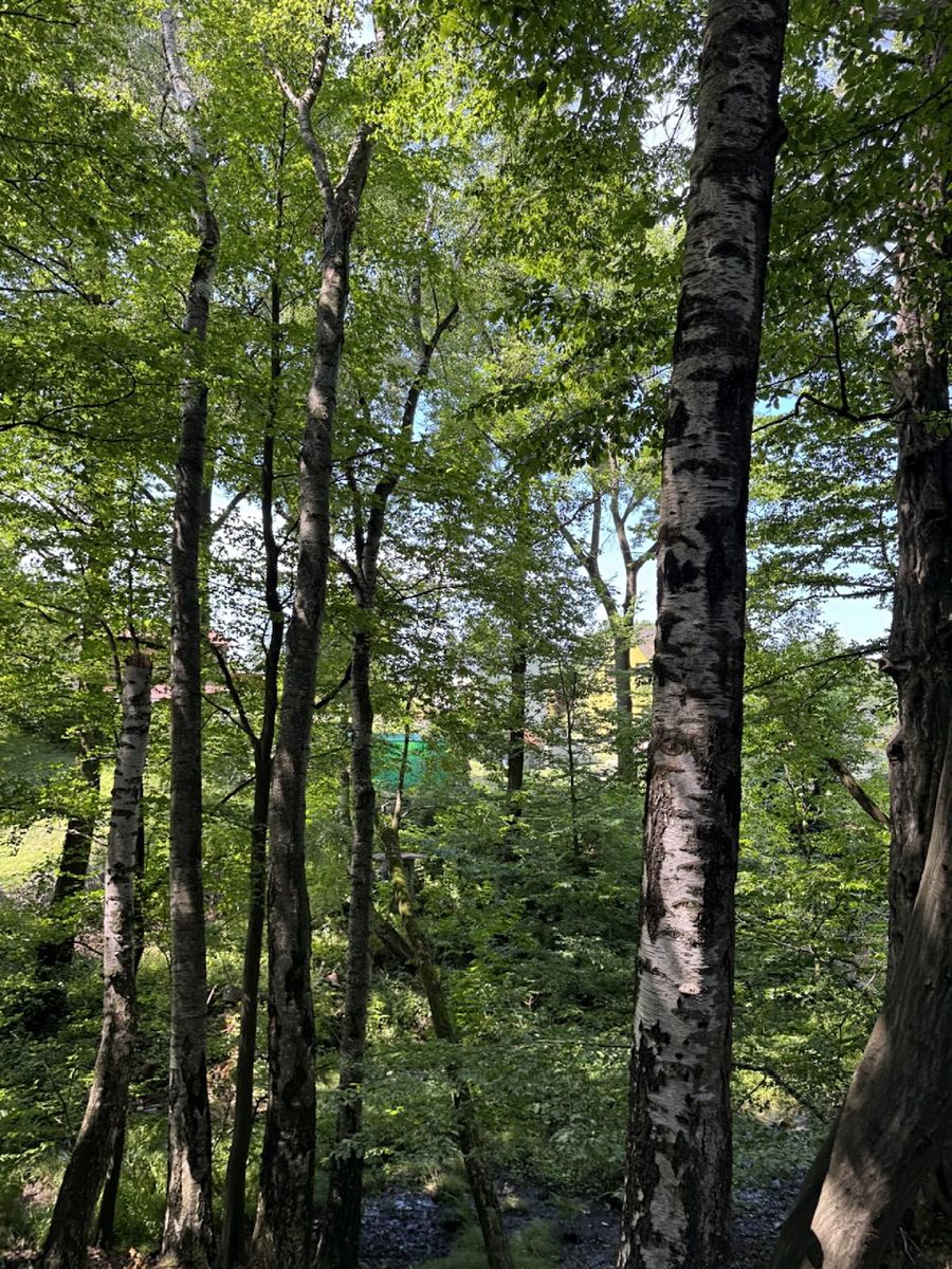 Prodej lesa 11962 m², Petřvald – fotka 1 z 3