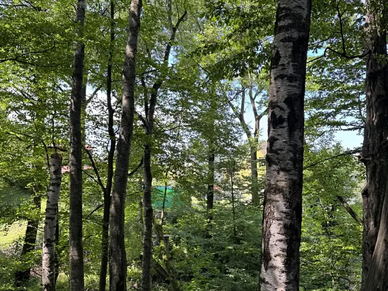 Prodej lesa 11962 m², Petřvald – náhled fotky 1