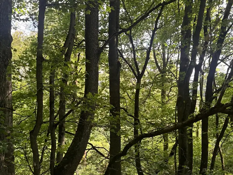 Prodej lesa 6851 m², Kněžnice – náhled fotky 3