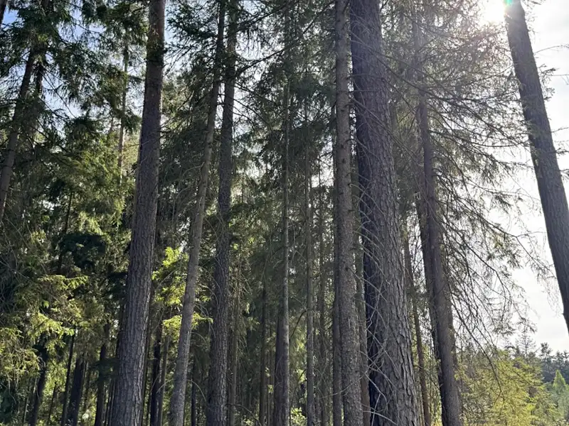 Prodej lesa 67560 m², Novosedly nad Nežárkou – náhled fotky 1