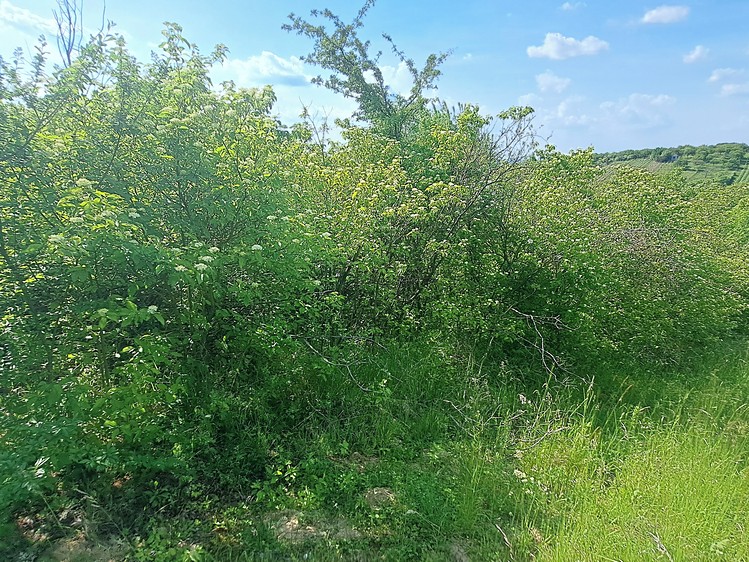 Ostatní