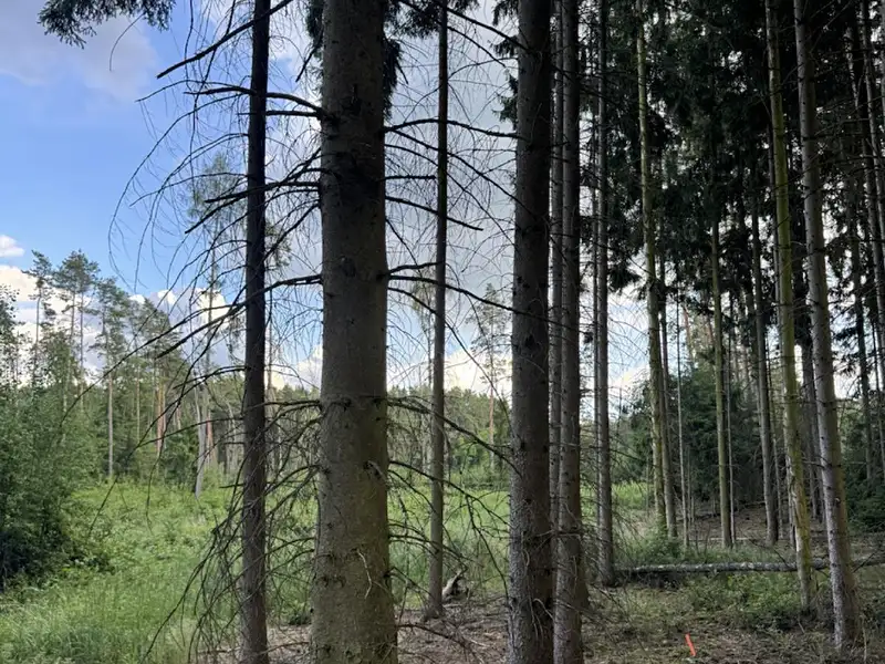 Prodej lesa 15904 m², Hromnice – náhled fotky 1