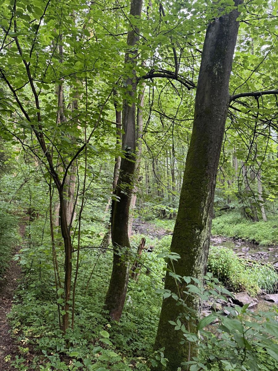 Prodej lesa 1370 m², Běstvina – fotka 1 z 3