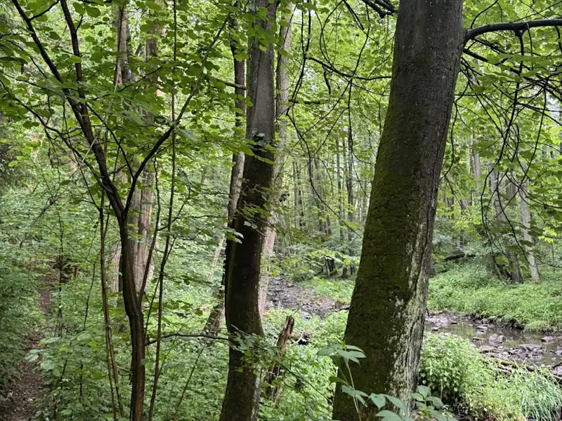 Prodej lesa 1370 m², Běstvina – náhled fotky 1
