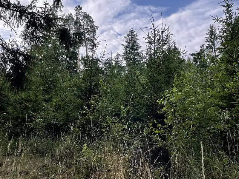 Prodej lesa 5469 m², Bělá u Jevíčka – náhled fotky 3