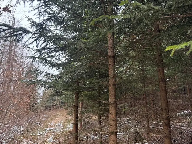 Prodej lesa 18019 m², Lutonina – náhled fotky 3