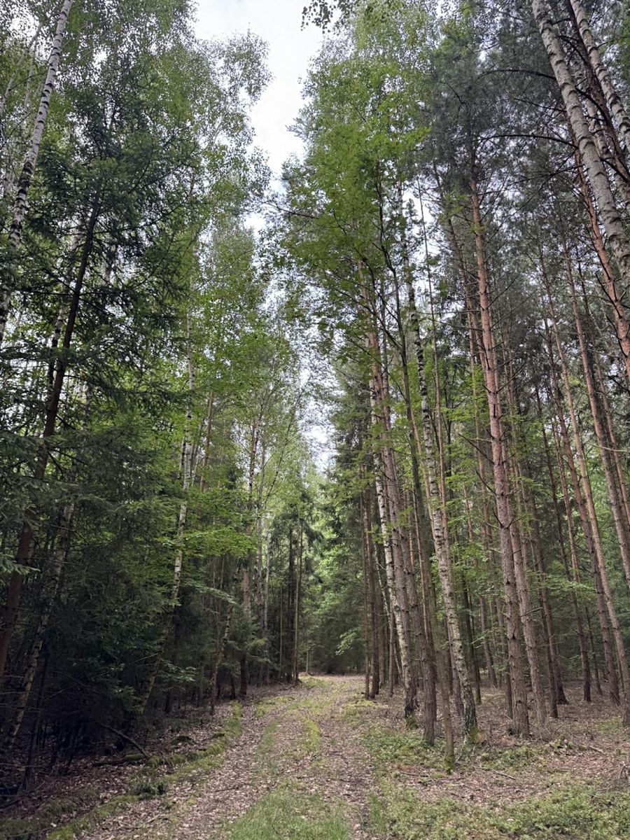 Prodej lesa 11311 m², Řevničov – fotka 1 z 3