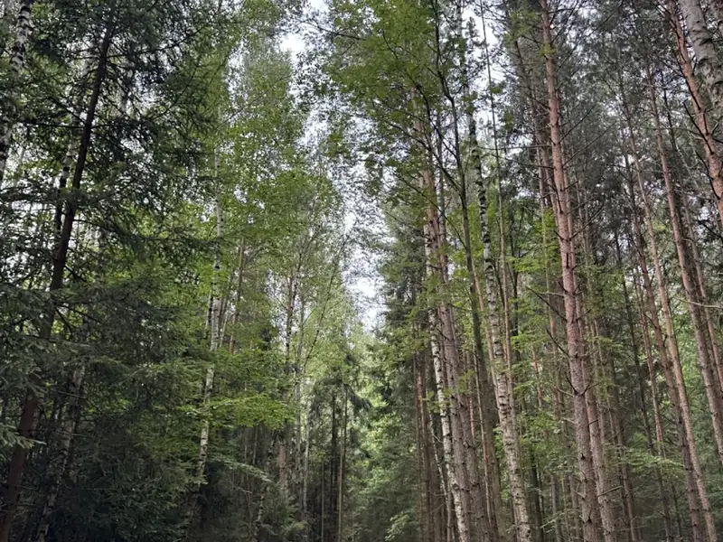 Prodej lesa 11311 m², Řevničov – náhled fotky 1