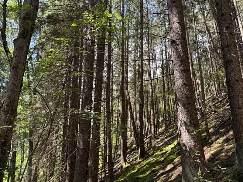 Prodej lesa 6930 m², Kratušín – náhled fotky 1