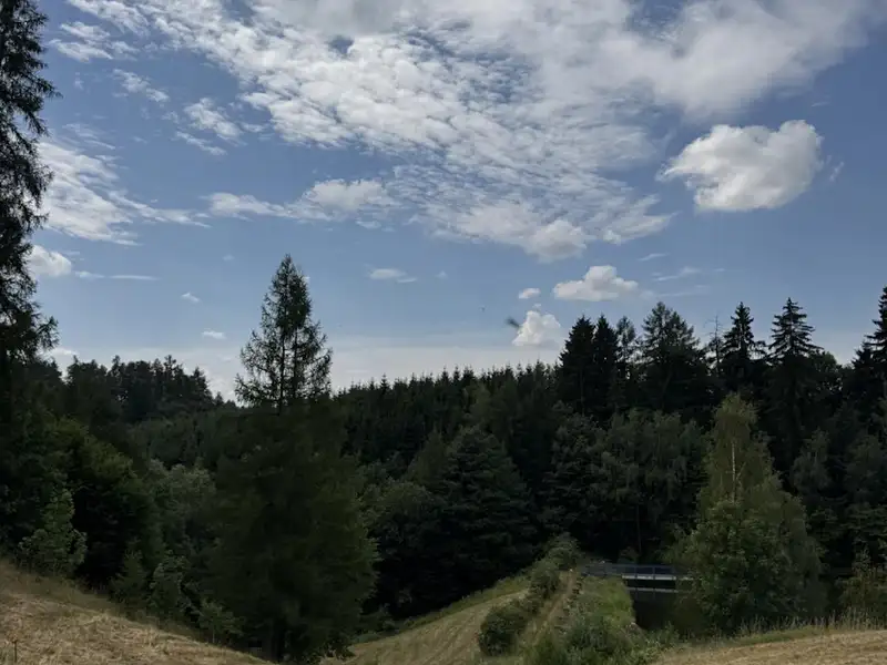 Prodej lesa 10342 m², Jedlí – náhled fotky 1