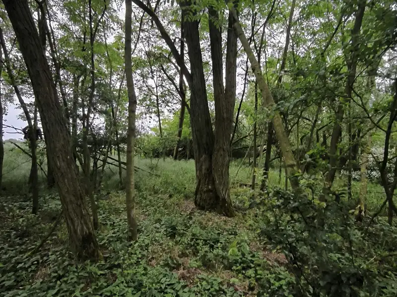 Prodej lesa 21226 m², Čečelice – náhled fotky 2