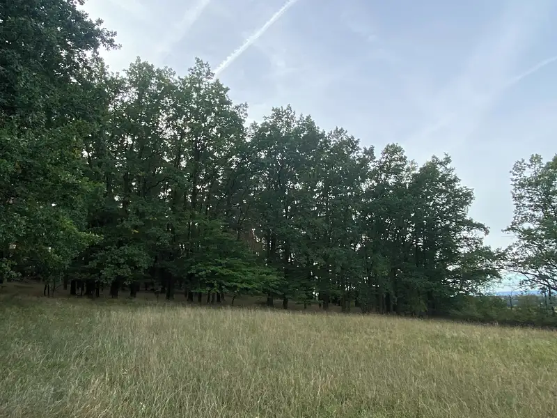 Prodej lesa 11957 m², Ostřetín – náhled fotky 1