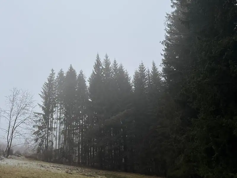 Prodej lesa 24200 m², Vacov – náhled fotky 1