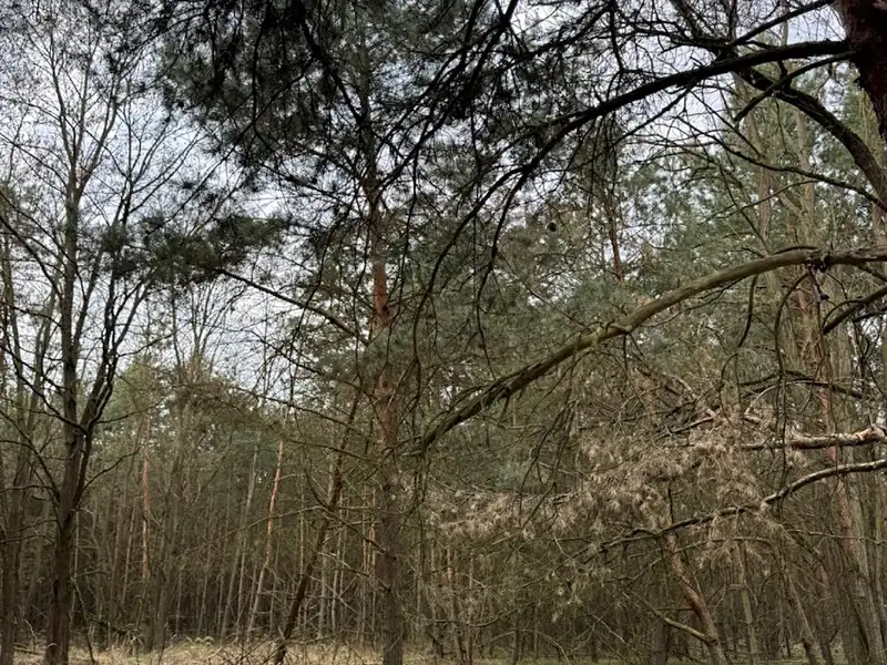 Prodej lesa 76710 m², Račice – náhled fotky 3