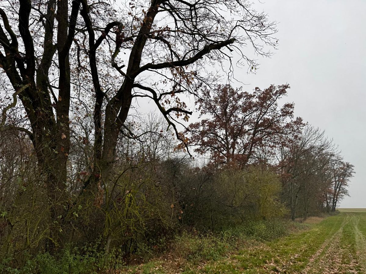 Prodej lesa 3833 m², Boreč – fotka 1 z 3