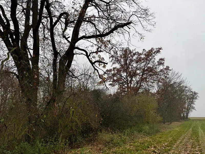Prodej lesa 3833 m², Boreč – náhled fotky 1