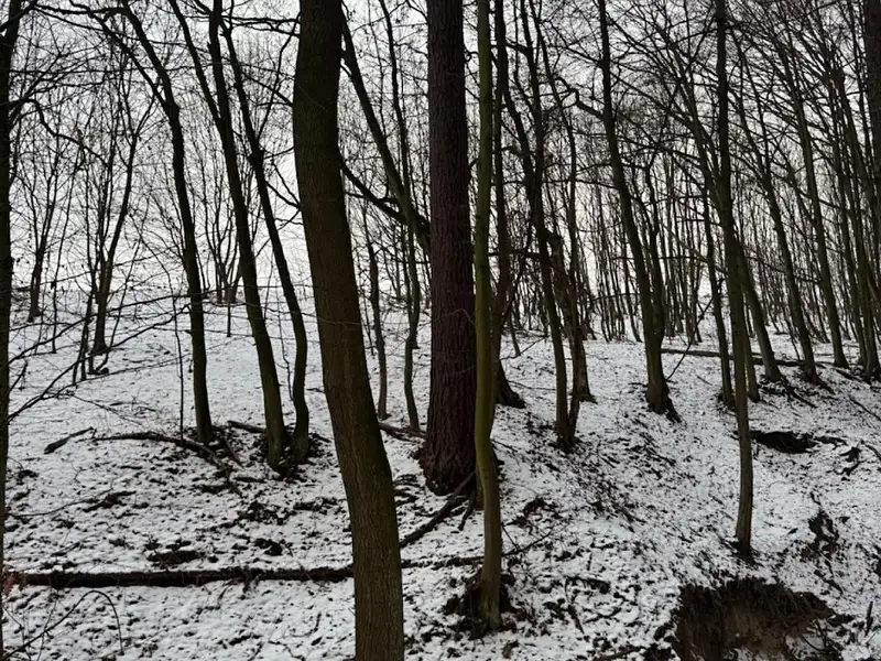 Prodej lesa 1783 m², Vyškov – náhled fotky 3