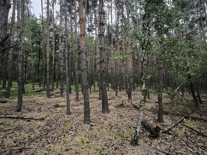 Prodej lesa 21226 m², Čečelice – náhled fotky 3