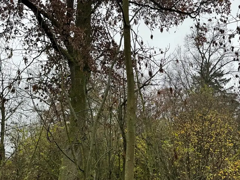 Prodej lesa 3833 m², Boreč – náhled fotky 3