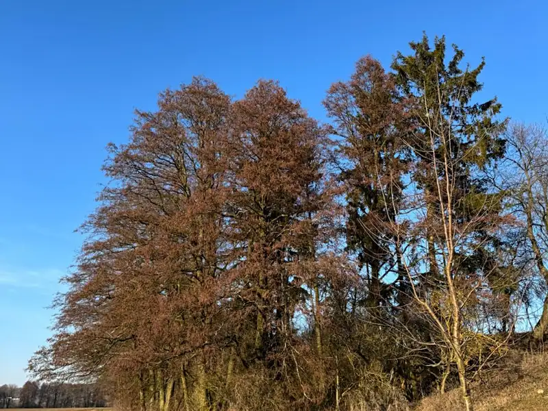 Prodej lesa 6437 m², Nový Malín – náhled fotky 2