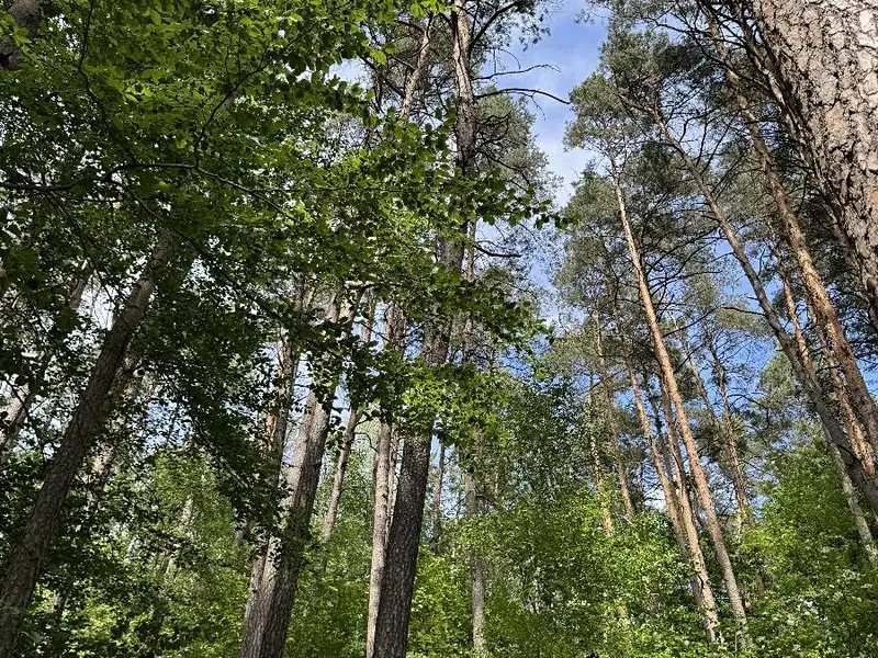Prodej lesa 7765 m², Úpice – náhled fotky 3