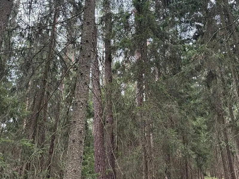 Prodej lesa 5088 m², Křenovice – náhled fotky 1