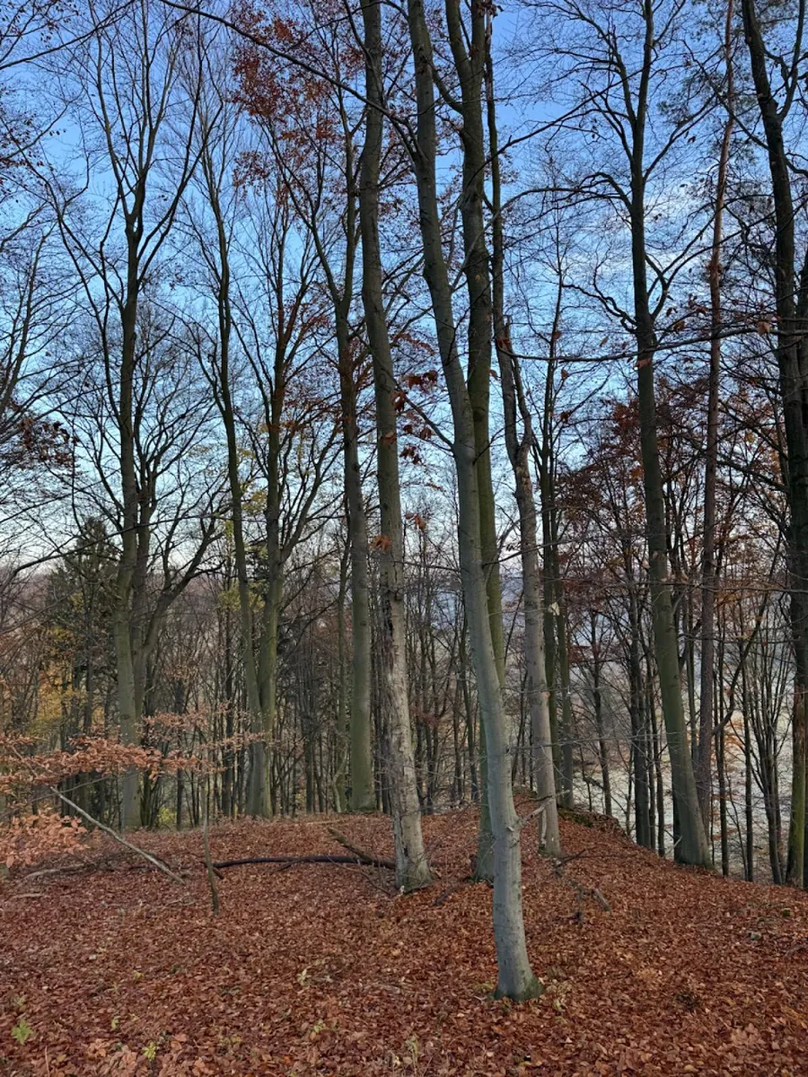 Prodej lesa 9585 m²