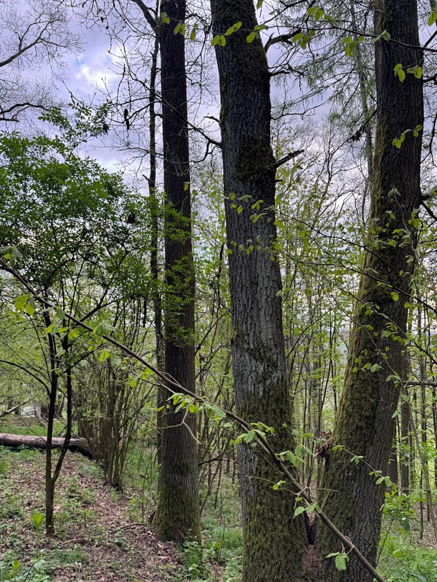 Prodej lesa 4298 m², Přeštěnice – fotka 1 z 3