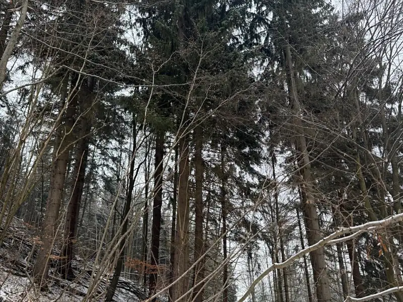 Prodej lesa 7449 m², Janová – náhled fotky 3