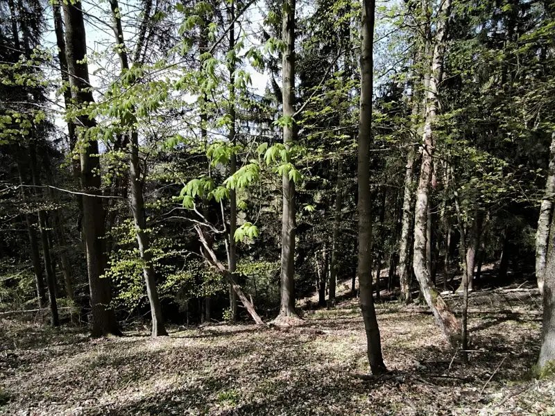 Prodej lesa 12043 m², Dobřany – náhled fotky 2