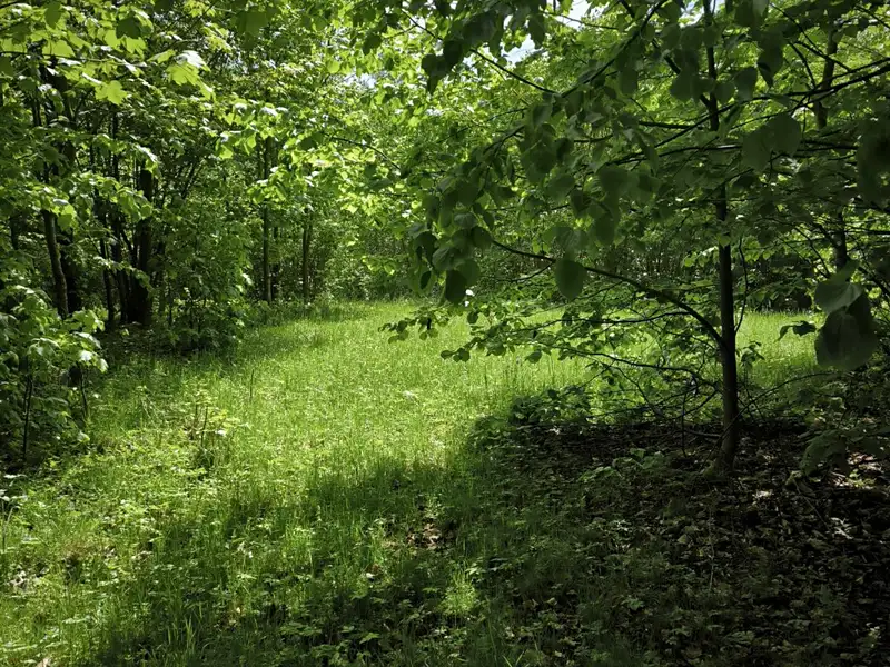 Prodej lesa 21241 m², Nový Hrozenkov – náhled fotky 3