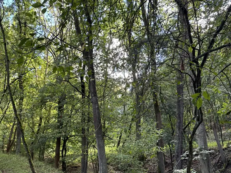 Prodej lesa 14963 m², Chorušice – náhled fotky 3